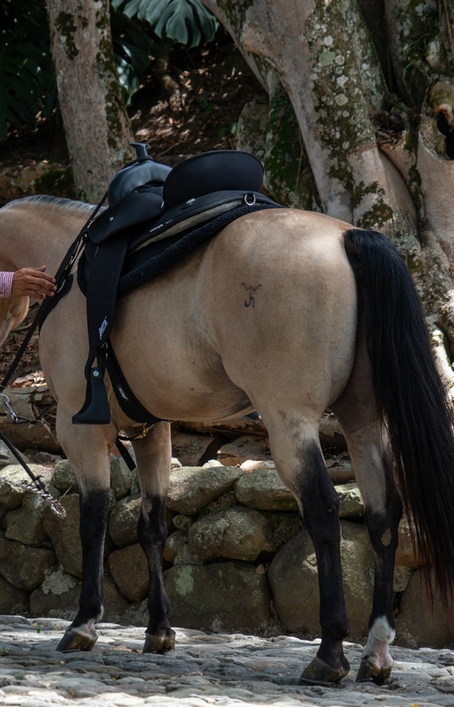 ABETTA GAITED COMFORT TRAIL. - GAITED BARS.