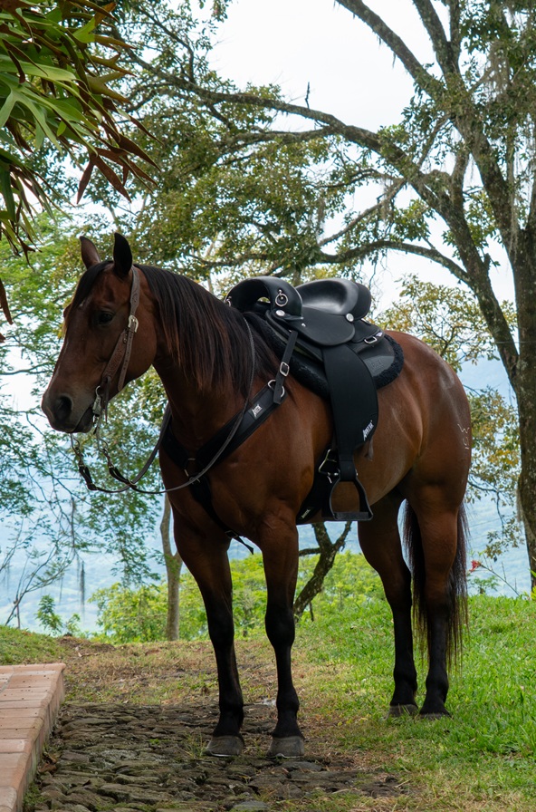 ABETTA GAITED COMFORT ENDURANCE. - GAITED BARS