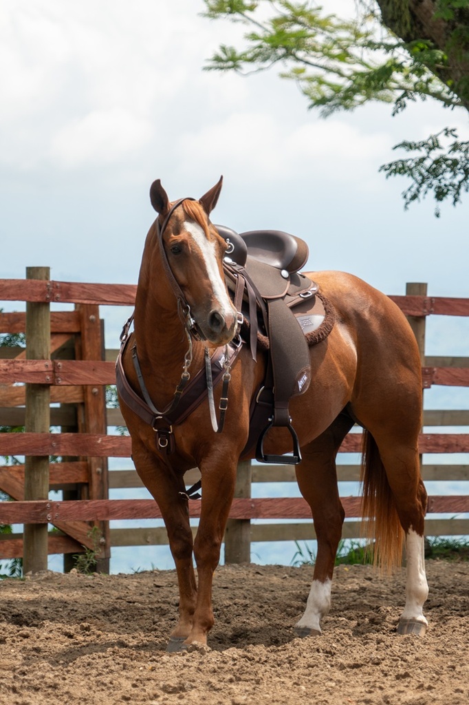 ABETTA GAITED COMFORT ENDURANCE. - GAITED BARS