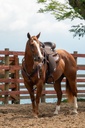 ABETTA GAITED COMFORT ENDURANCE. - GAITED BARS