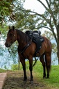 ABETTA GAITED COMFORT ENDURANCE. - GAITED BARS
